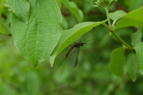 Réf. 194 779 : Epeorus assimilis